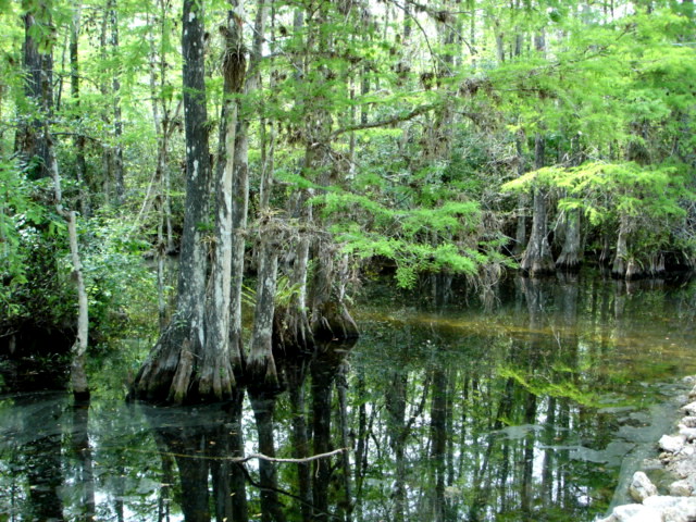 Everglades_Park_swamp