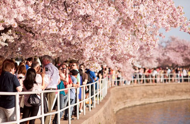 Washington DC 樱花节